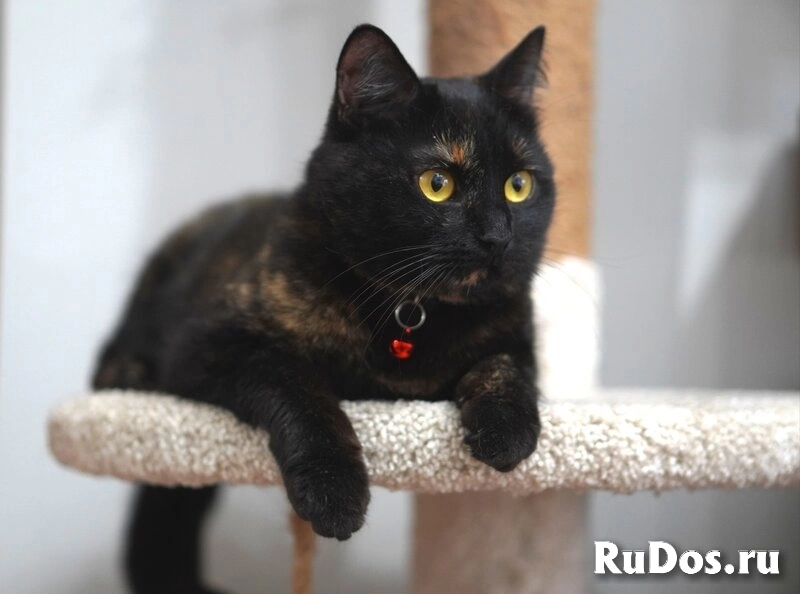 Замечательная молодая кошечка Плюша ждёт свою семью. изображение 5