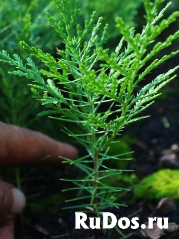 , купить растения фотка