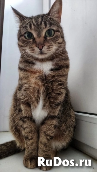 Кошка Яшка в добрые руки. фото