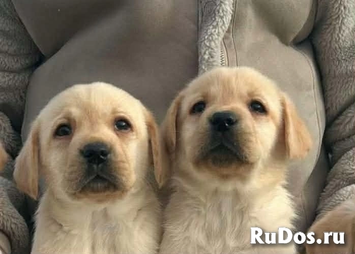 Лабрадор ретривер фотка