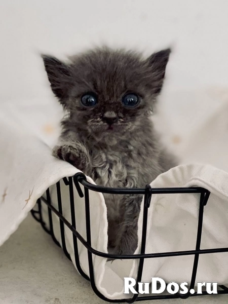 Отдаю в добрые руки чудесных малышей. изображение 4