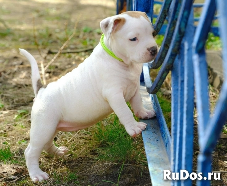 Милые детки Амстаффтерьера ркф изображение 5