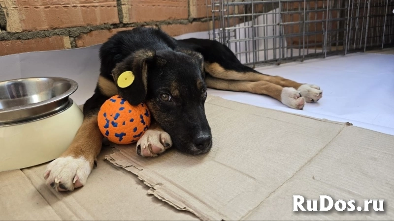 Эксклюзивная порода Monkeyrrier изображение 5