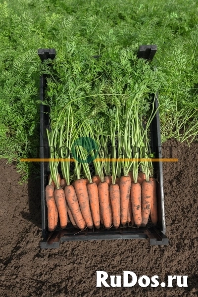 Морковь нарбонне F1 2,2-2,4 (1 000 000 семян) Bejo фото