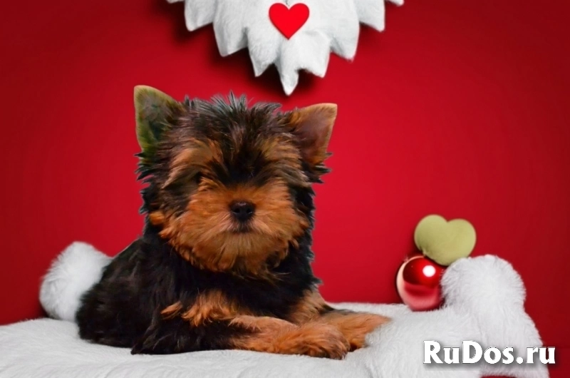 Щенки йоркширского терьера лучший подарок! фотка