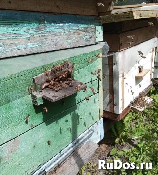 Пчёлы - соберу пчелопакеты изображение 5