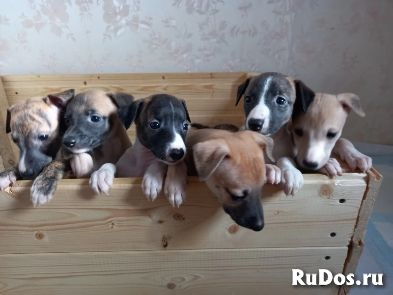 уиппет изображение 8