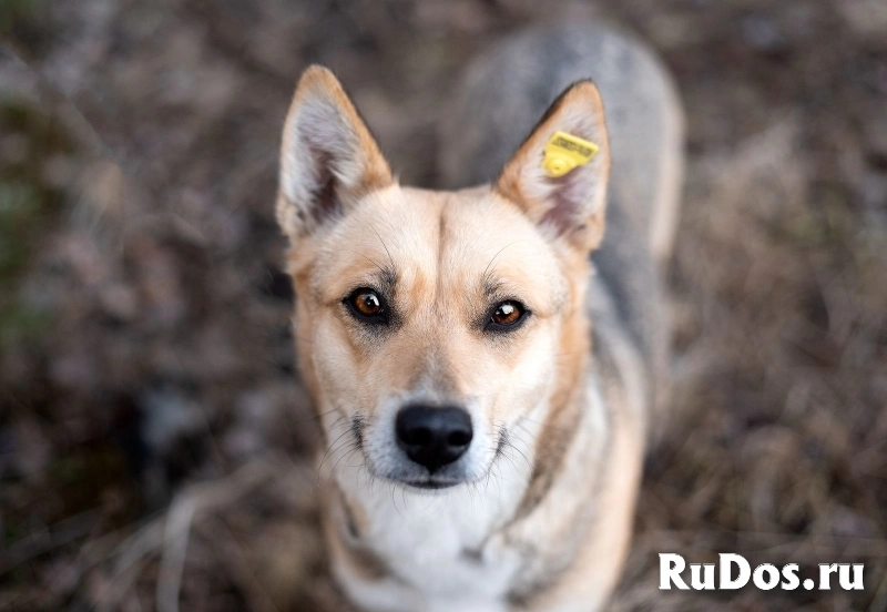 Улыбка на лапках — Бетти 1 год, всего 11 кг счастья! изображение 7