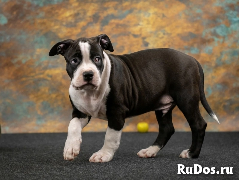 Черные кобели Амстаффа ркф изображение 12