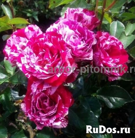 , купить растения изображение 5