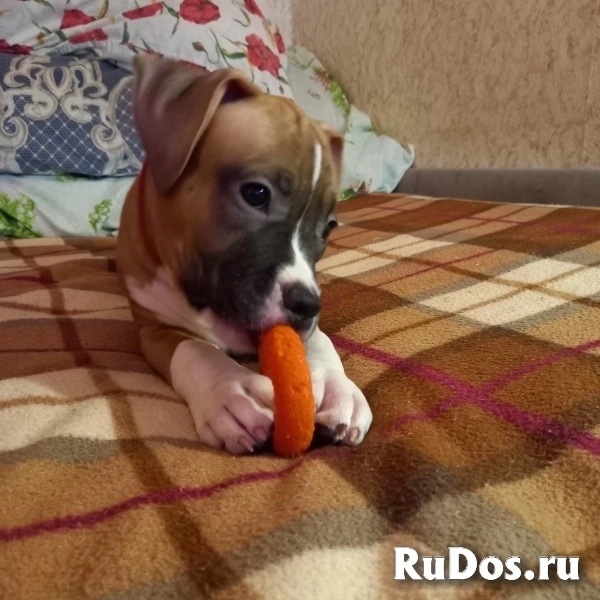 Чудесный мальчик Амстаффтерьера ркф изображение 8