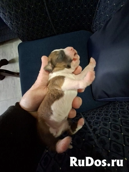 Щенки басенджи изображение 8