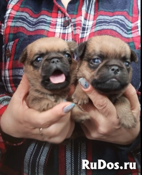 Пти-брабансоны рыжие мальчики изображение 3