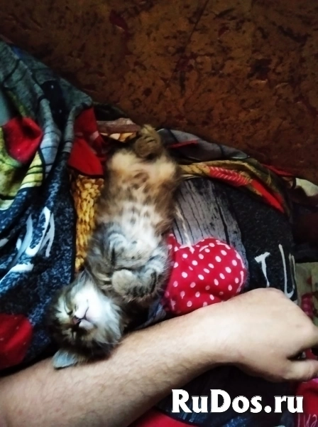 Ищет дом очаровательный котенок девочка. изображение 4