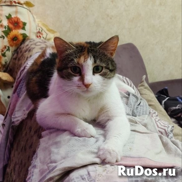 Обратите внимание на нашу милую девочку МУСЮ! изображение 5