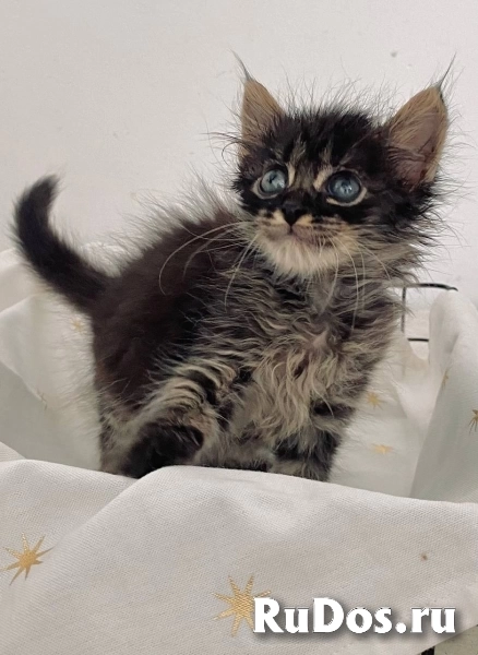 Отдаю в добрые руки чудесных малышей. изображение 6