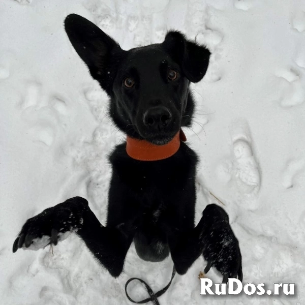 Красивый черный пес со смешными ушами по имени Морис ищет дом. фото