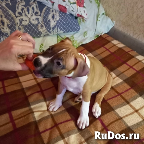Чудесный мальчик Амстаффтерьера ркф изображение 4
