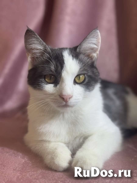 Замечательный котенок Лунтик  ищет дом! изображение 7