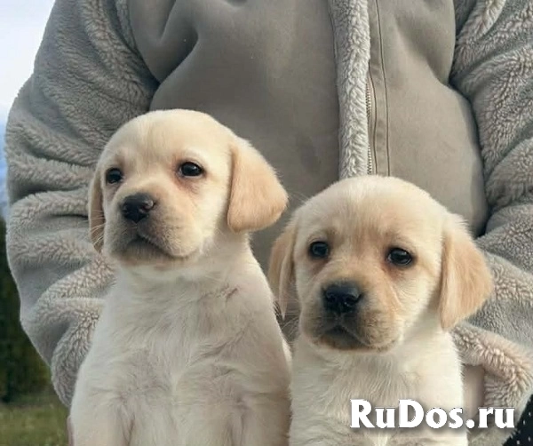 Лабрадор ретривер изображение 8