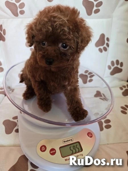 Красный карликовый пудель фотка