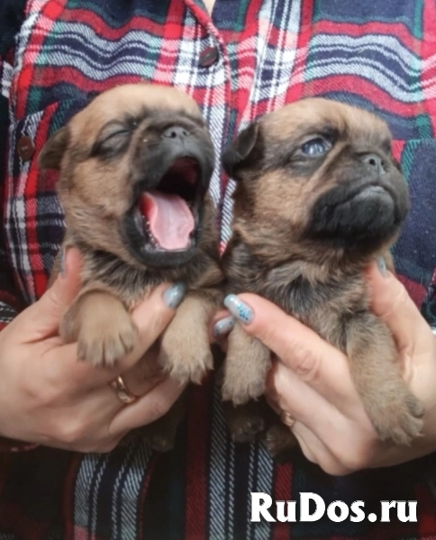 Пти-брабансоны рыжие мальчики фотка