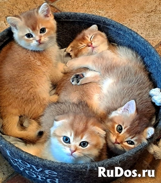 Шотландская вислоухая золотая шиншилла. Клубные котята фото