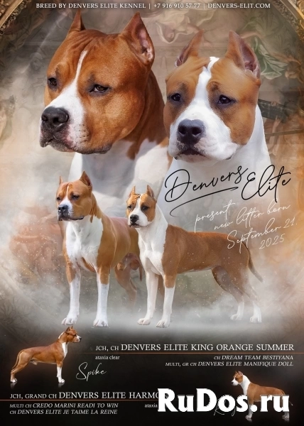 Милая девочка Амстаффтерьера для души фотка