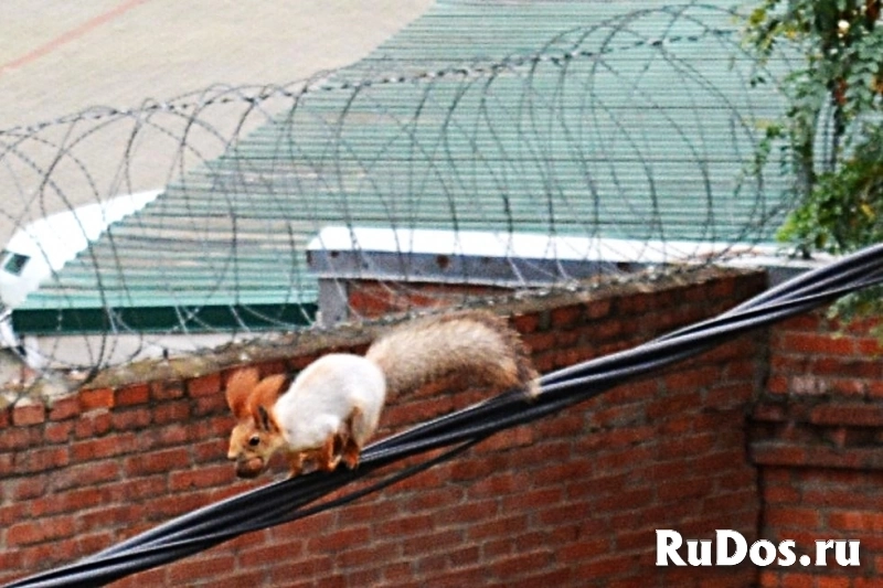 Качественные фото домашних любимцев изображение 6