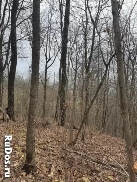 Прилесной участок с потрясающей природой фотка