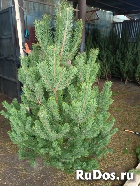 «Ёлочный Базар» - живые елки в Серпухове фотка