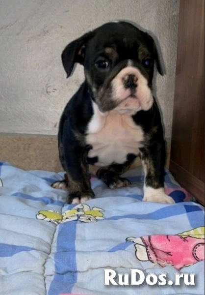 Английский бульдог, прекрасные щенки изображение 9