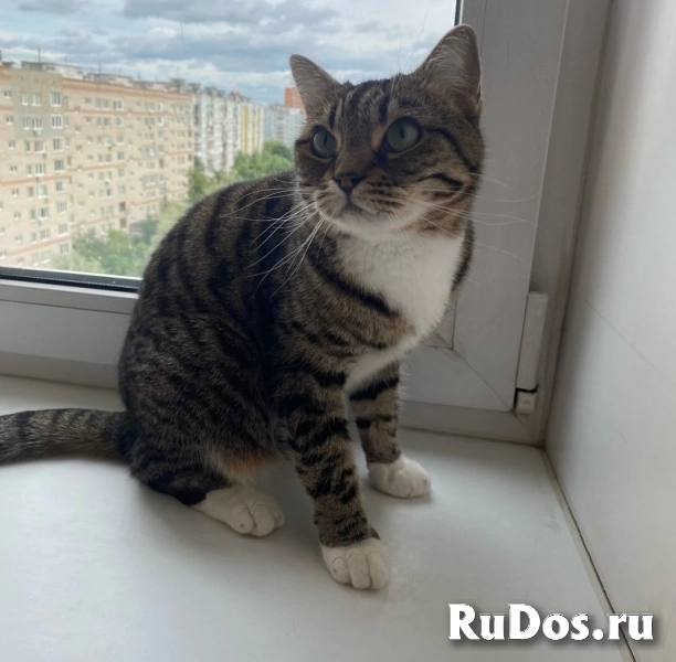 Кошка Сима с зелёными глазами в добрые руки. изображение 5