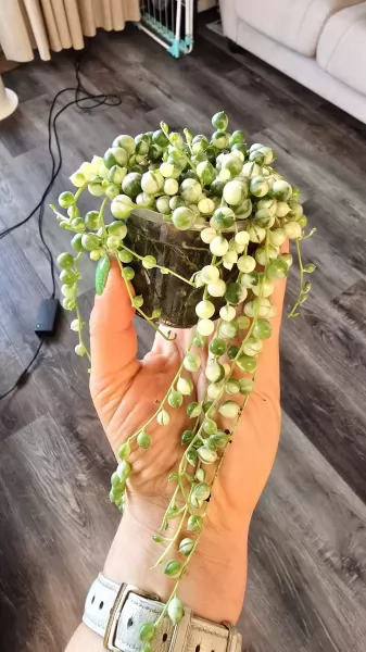 , купить растения изображение 3