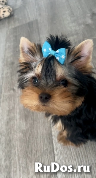 Щенки йоркширского терьера изображение 7