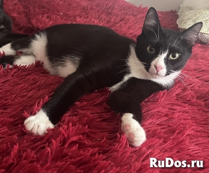 Добрый и ласковый котик Маркиз ищет дом! в Москве Добрый и ласковый котик Маркиз ищет дом! изображение 3