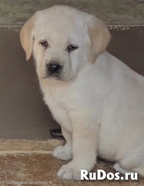 ЛАБРАДОРА-ретривера, щенки чемпионского происхождения фотка