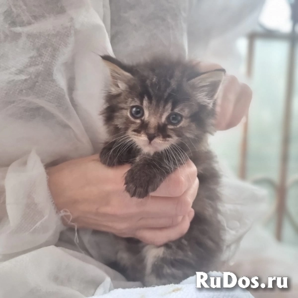 Чудесные котята Тим и Том в добрые руки. изображение 4