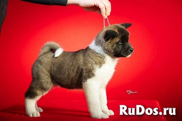 Американская акита изображение 7