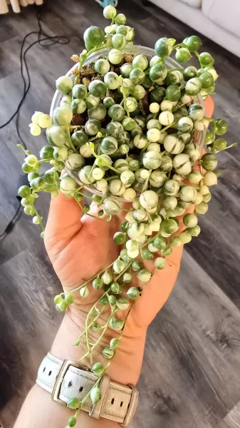 , купить растения изображение 4