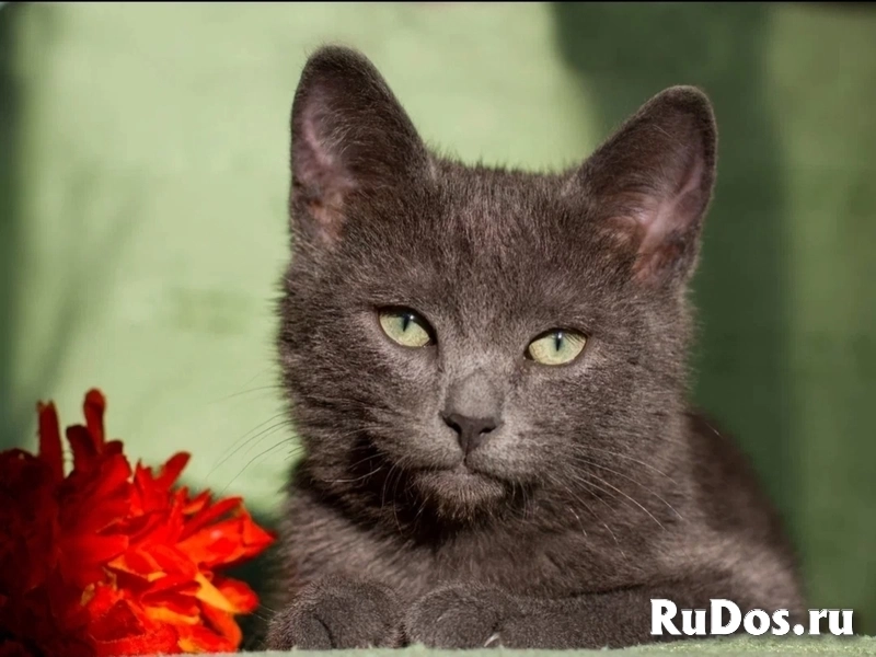 Котенок Сержик 3 месяца от роду в добрые руки изображение 3