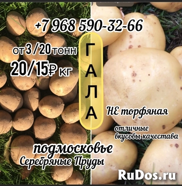 Отборный картофель Гала изображение 7