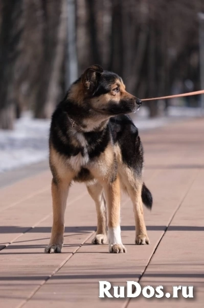 Арчи - умный пёс с непростой судьбой в добрые руки! изображение 11