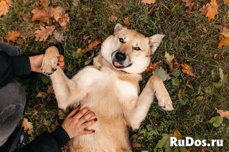 Ромео идеален для семьи с детьми! В добрые руки фотка