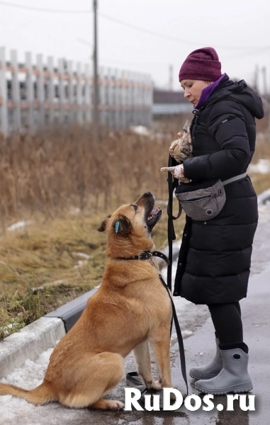 Хана: звезда, которая ждет своего часа! В добрые руки изображение 3