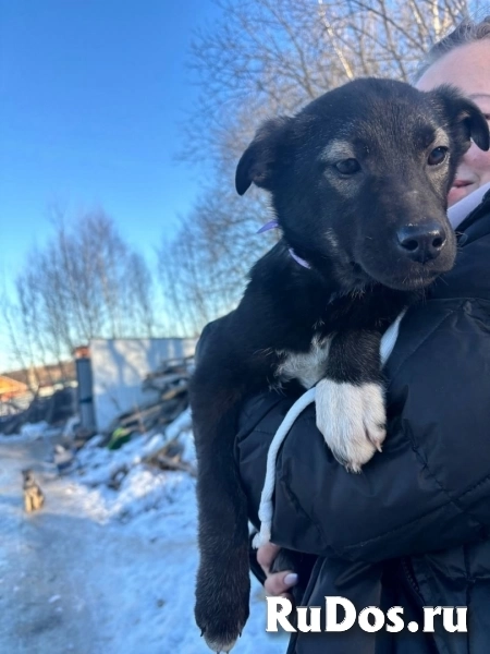 Щенки благородной дворянской породы , ищут ответственных хозяев изображение 3