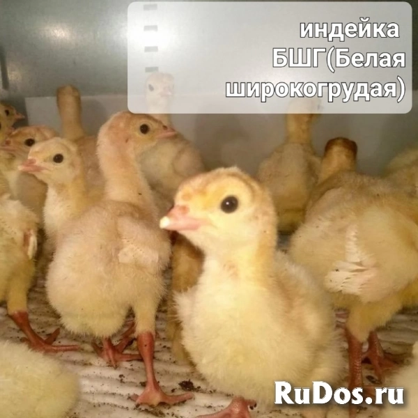 Суточные индюшата фотка