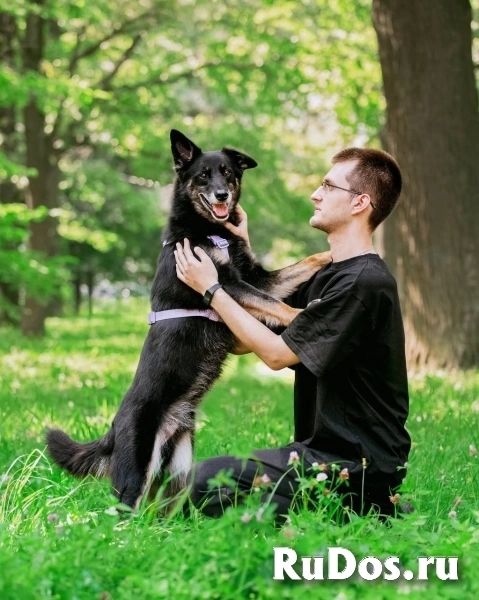 Пёс Малыш - замечательный компаньон и настоящий друг в добрые руки фотка
