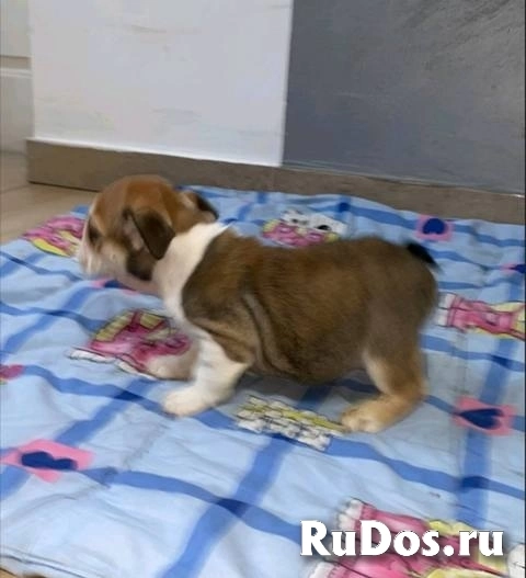 Английский бульдог, прекрасные щенки изображение 6