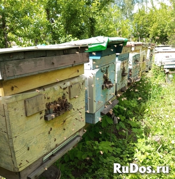 Пчёлы - соберу пчелопакеты изображение 4
